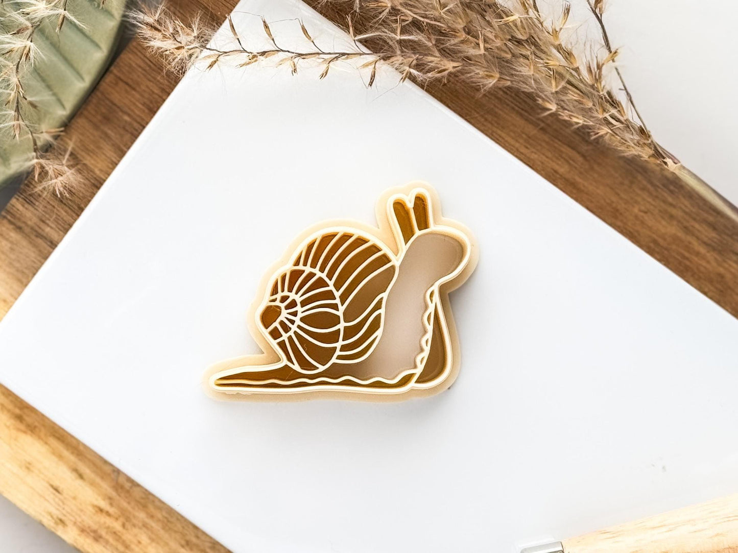 Close up of large beige giant african snail clay cutter